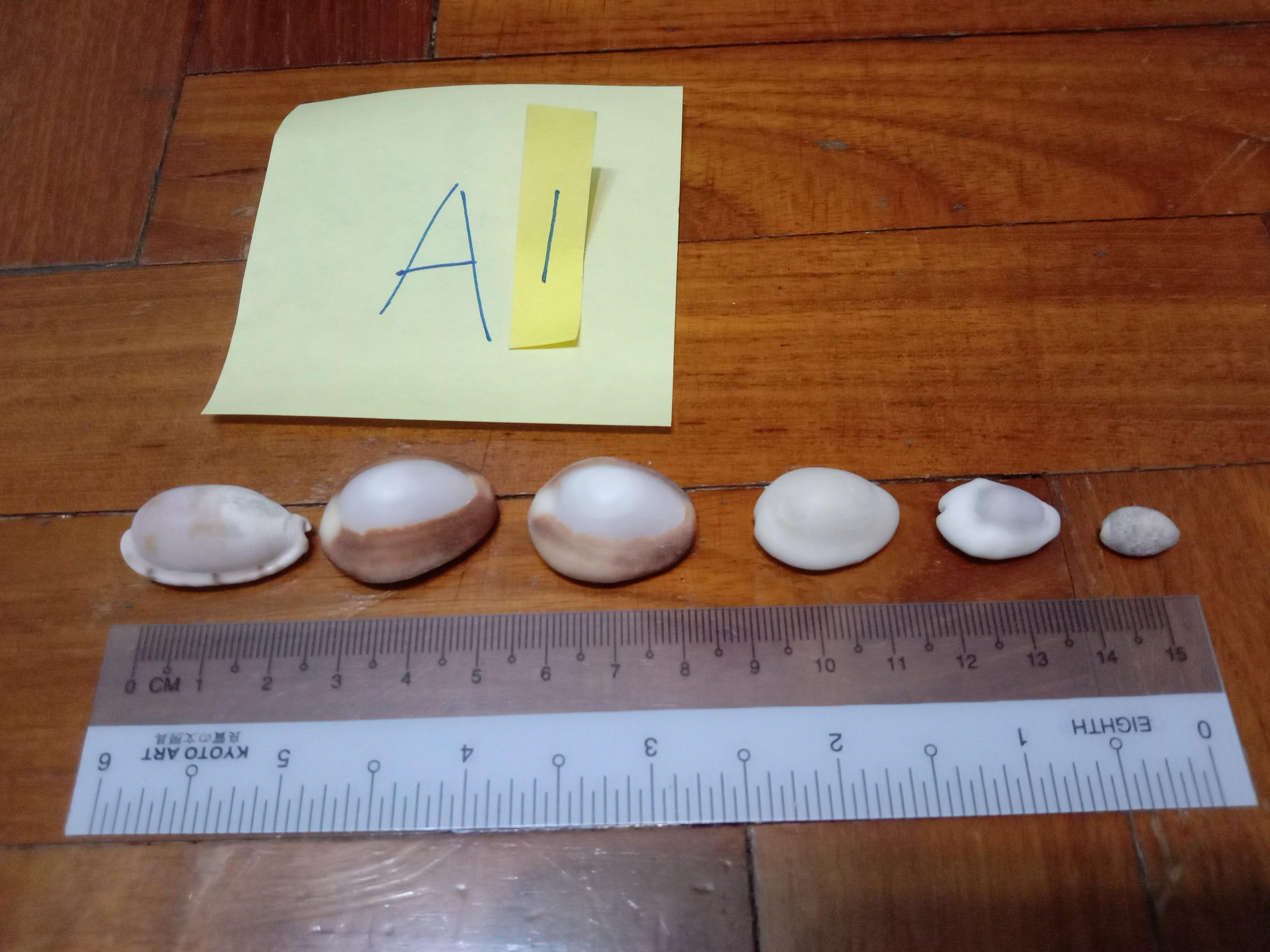 Assorted Seashells (Category: Precious Stones) located in Singapore. Submitted by mashedpotatogin (Listing ID 1049680746, Image 1). Description: A1: $0.50 each A2: $0.80 each A3:$0.50 each price negotiable for volume purchase..