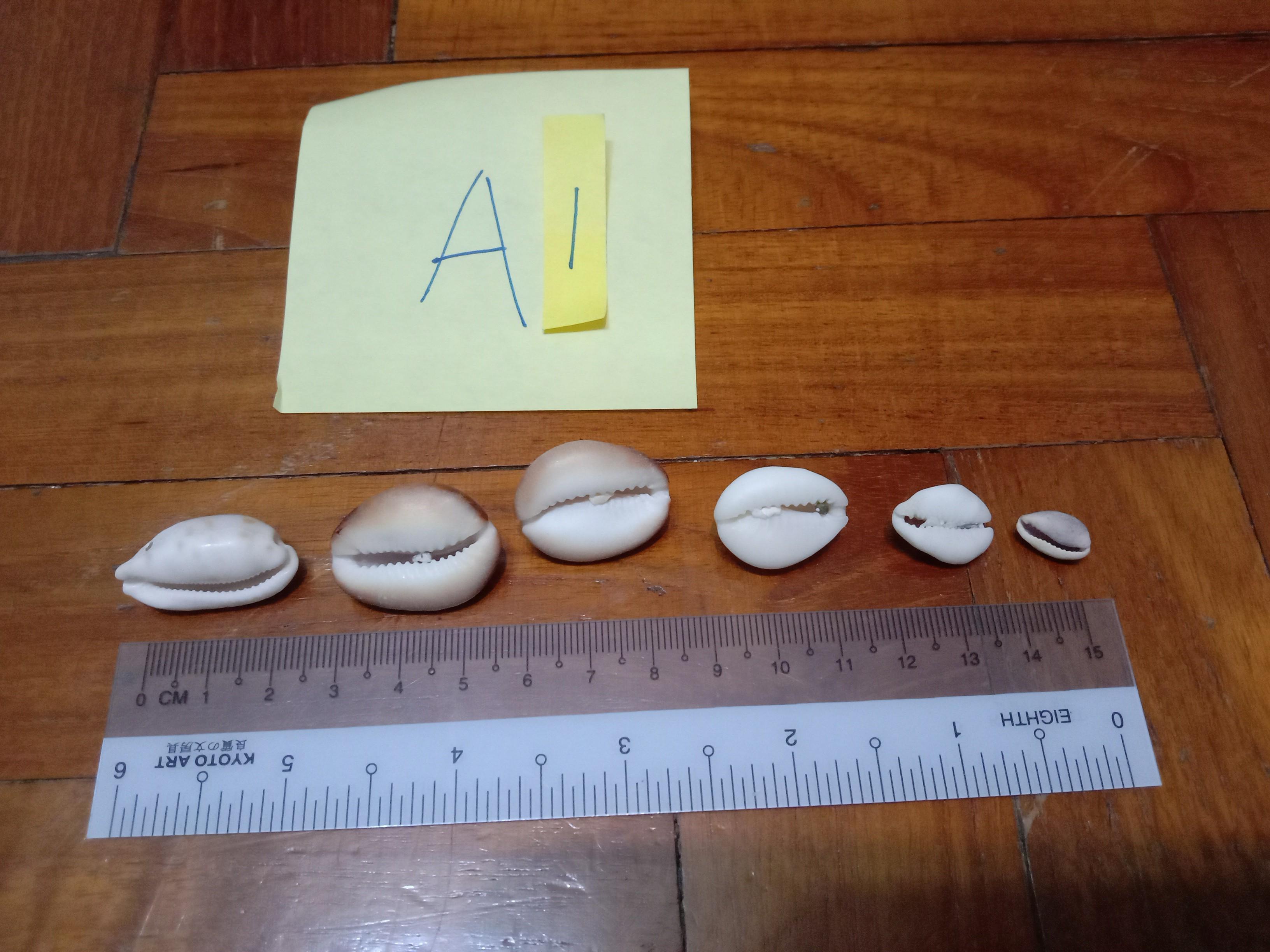 Assorted Seashells (Category: Precious Stones) located in Singapore. Submitted by mashedpotatogin (Listing ID 1049680746, Image 2). Description: A1: $0.50 each A2: $0.80 each A3:$0.50 each price negotiable for volume purchase..