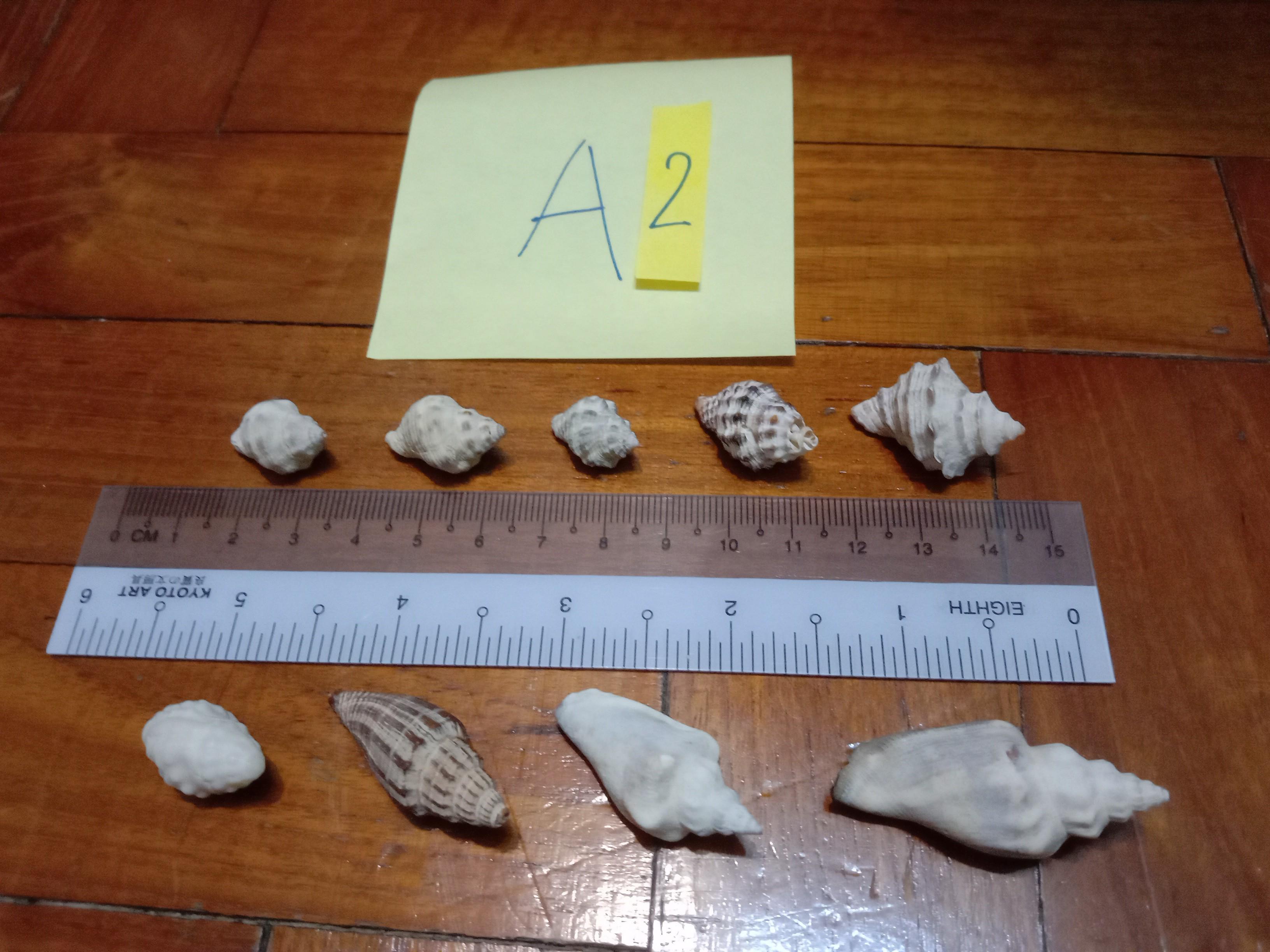 Assorted Seashells (Category: Precious Stones) located in Singapore. Submitted by mashedpotatogin (Listing ID 1049680746, Image 3). Description: A1: $0.50 each A2: $0.80 each A3:$0.50 each price negotiable for volume purchase..