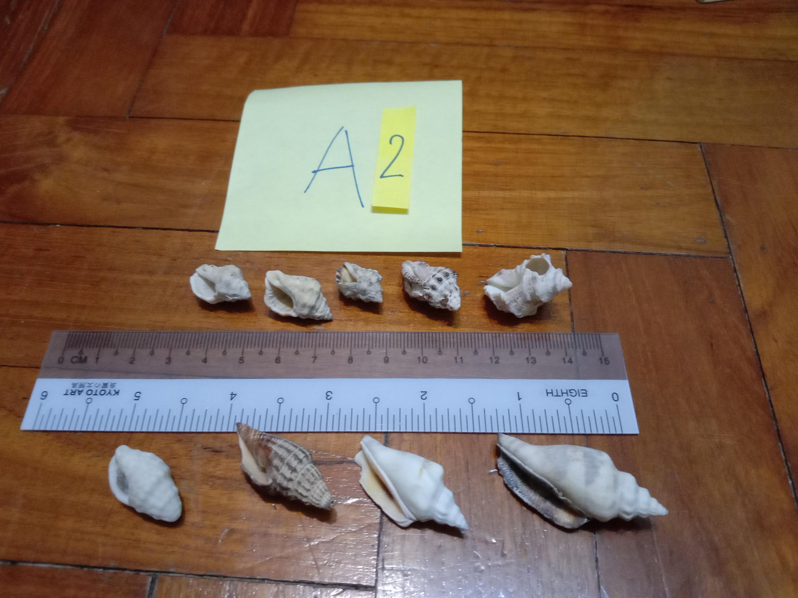 Assorted Seashells (Category: Precious Stones) located in Singapore. Submitted by mashedpotatogin (Listing ID 1049680746, Image 4). Description: A1: $0.50 each A2: $0.80 each A3:$0.50 each price negotiable for volume purchase..