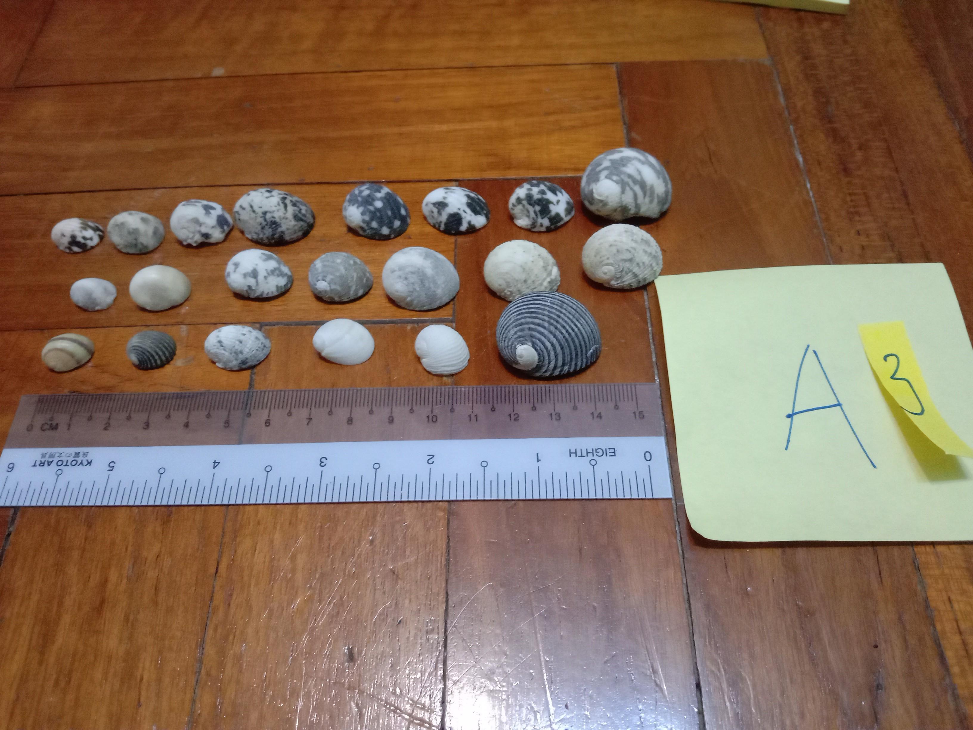 Assorted Seashells (Category: Precious Stones) located in Singapore. Submitted by mashedpotatogin (Listing ID 1049680746, Image 5). Description: A1: $0.50 each A2: $0.80 each A3:$0.50 each price negotiable for volume purchase..