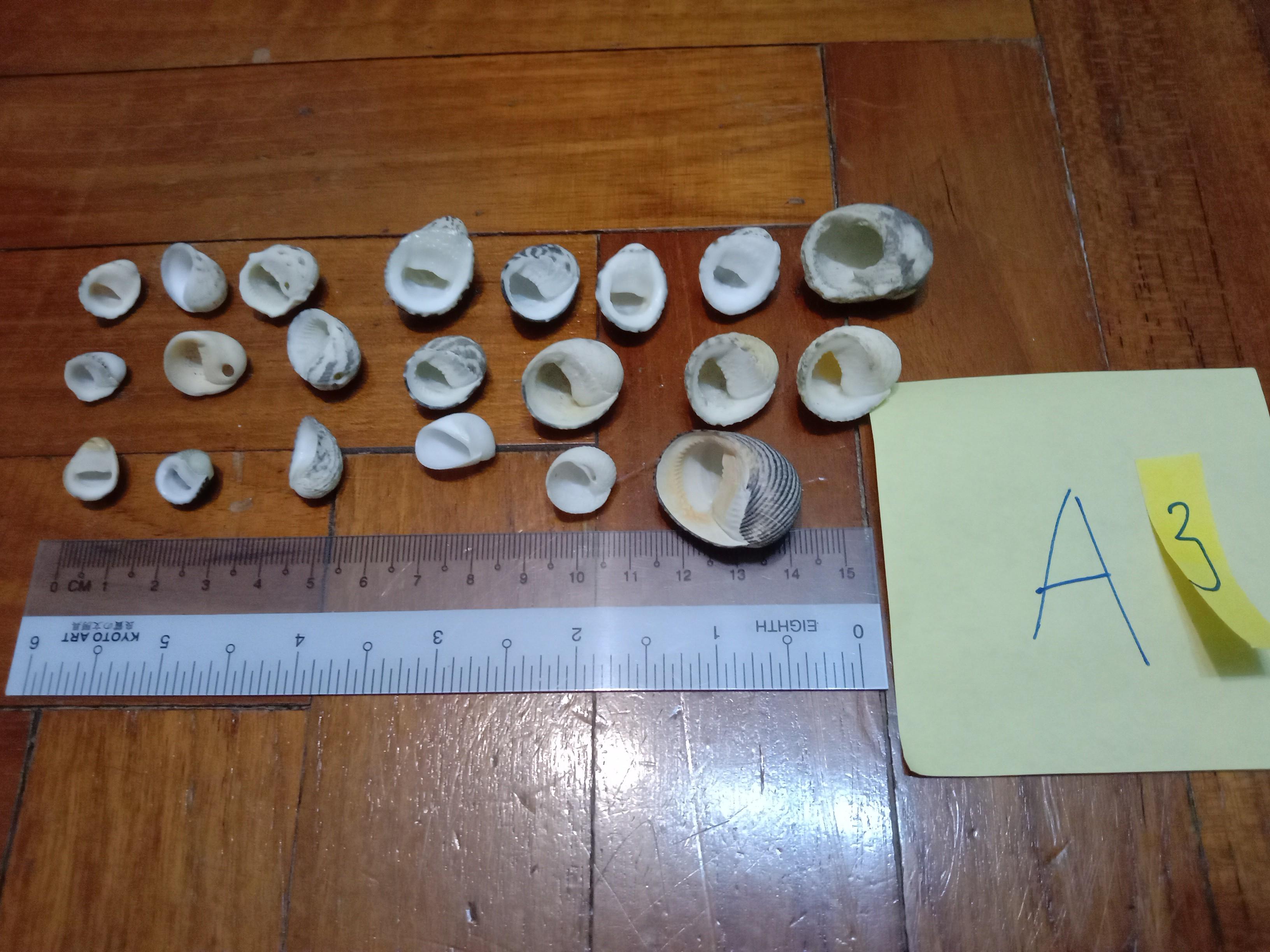 Assorted Seashells (Category: Precious Stones) located in Singapore. Submitted by mashedpotatogin (Listing ID 1049680746, Image 7). Description: A1: $0.50 each A2: $0.80 each A3:$0.50 each price negotiable for volume purchase..