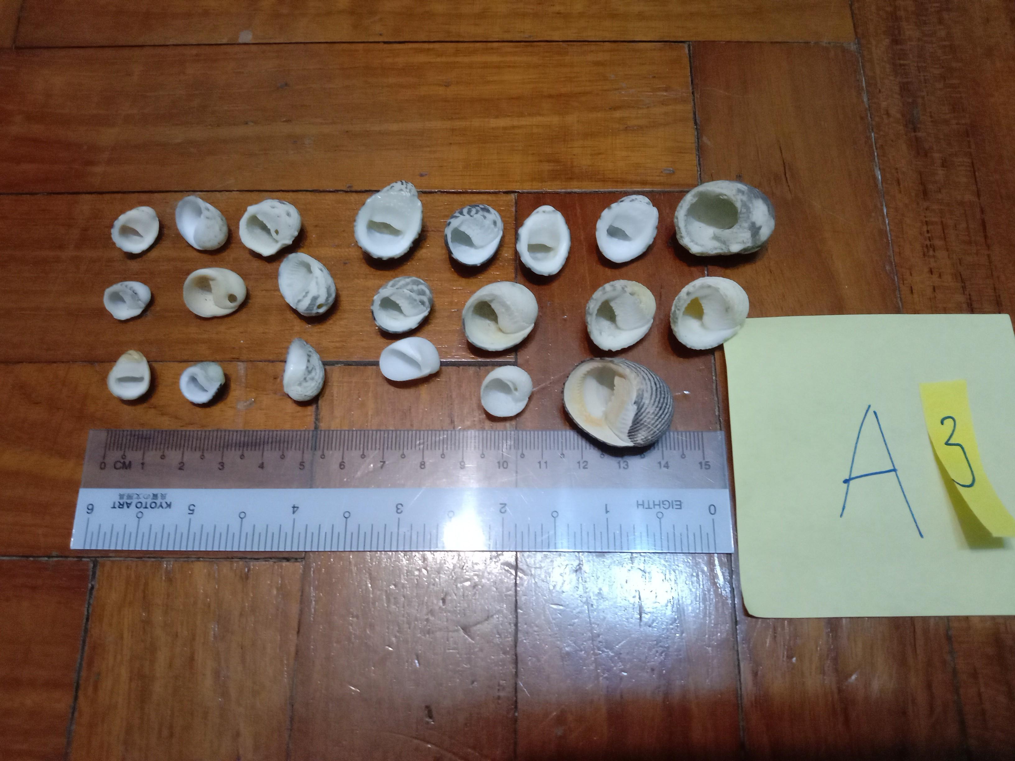 Assorted Seashells (Category: Precious Stones) located in Singapore. Submitted by mashedpotatogin (Listing ID 1049680746, Image 6). Description: A1: $0.50 each A2: $0.80 each A3:$0.50 each price negotiable for volume purchase..