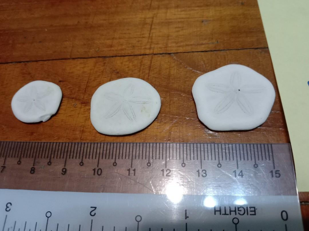Assorted Seashells (Category: Precious Stones) located in Singapore. Submitted by mashedpotatogin (Listing ID 1049684944, Image 5). Description: A4 $0.50 each A5 $0.40 each B1 $1.20 each price negotiable for volume purchase..