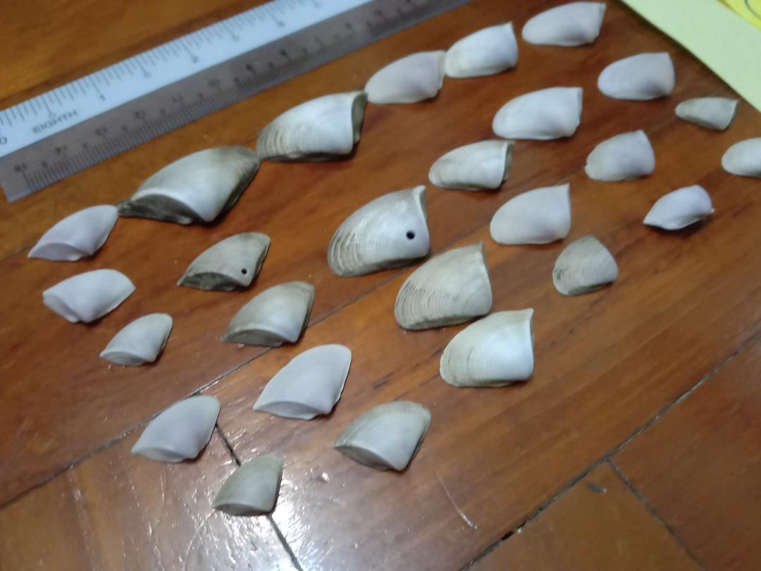 Assorted Seashells (Category: Precious Stones) located in Singapore. Submitted by mashedpotatogin (Listing ID 1049688952, Image 6). Description: B2 $0.05 each B3 $0.10 each prices negotiable for volume purchase.