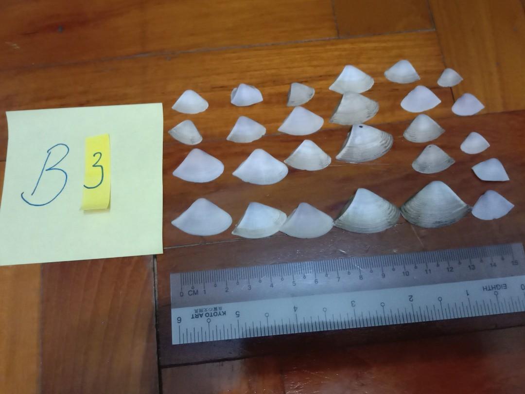 Assorted Seashells (Category: Precious Stones) located in Singapore. Submitted by mashedpotatogin (Listing ID 1049688952, Image 5). Description: B2 $0.05 each B3 $0.10 each prices negotiable for volume purchase.
