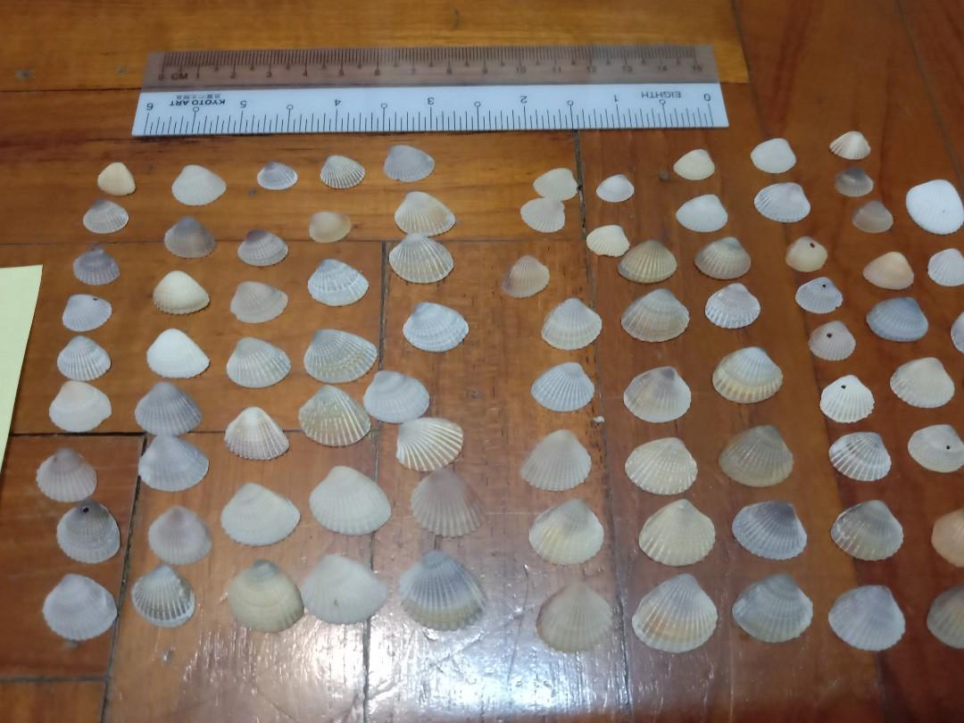 Assorted Seashells (Category: Precious Stones) located in Singapore. Submitted by mashedpotatogin (Listing ID 1049688952, Image 2). Description: B2 $0.05 each B3 $0.10 each prices negotiable for volume purchase.