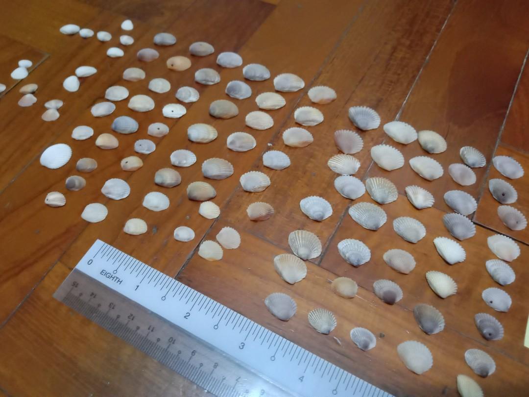 Assorted Seashells (Category: Precious Stones) located in Singapore. Submitted by mashedpotatogin (Listing ID 1049688952, Image 3). Description: B2 $0.05 each B3 $0.10 each prices negotiable for volume purchase.