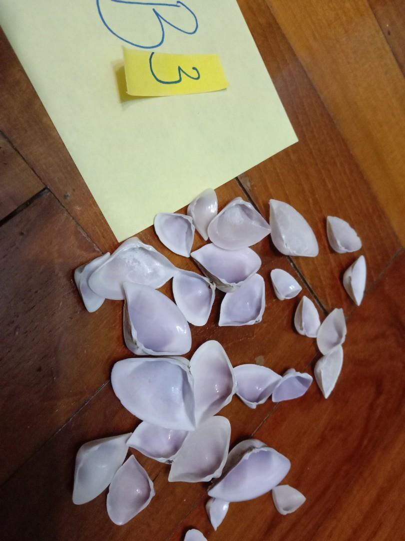 Assorted Seashells (Category: Precious Stones) located in Singapore. Submitted by mashedpotatogin (Listing ID 1049688952, Image 8). Description: B2 $0.05 each B3 $0.10 each prices negotiable for volume purchase.