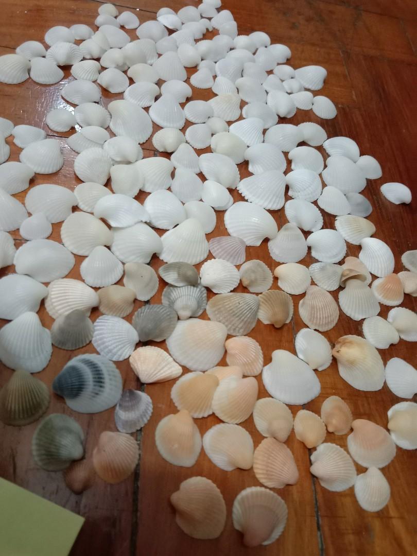 Assorted Seashells (Category: Precious Stones) located in Singapore. Submitted by mashedpotatogin (Listing ID 1049691327, Image 2). Description: B4 $5.00 for all.