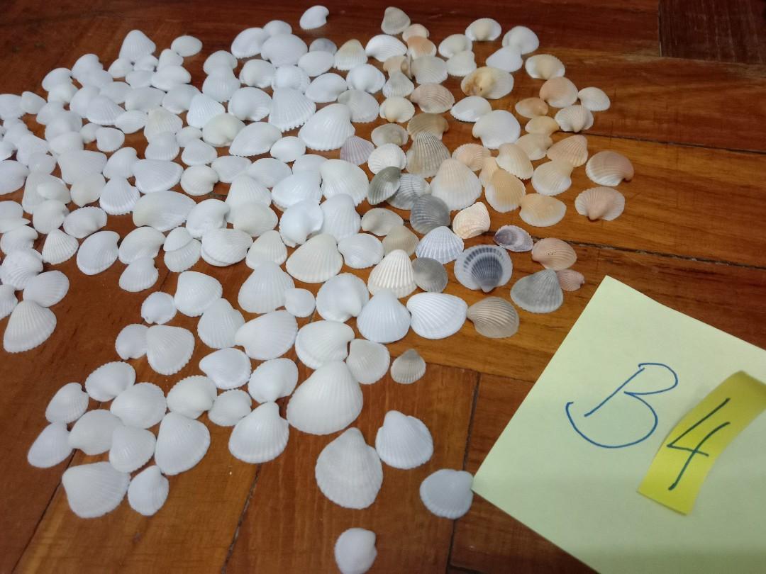 Assorted Seashells (Category: Precious Stones) located in Singapore. Submitted by mashedpotatogin (Listing ID 1049691327, Image 1). Description: B4 $5.00 for all.