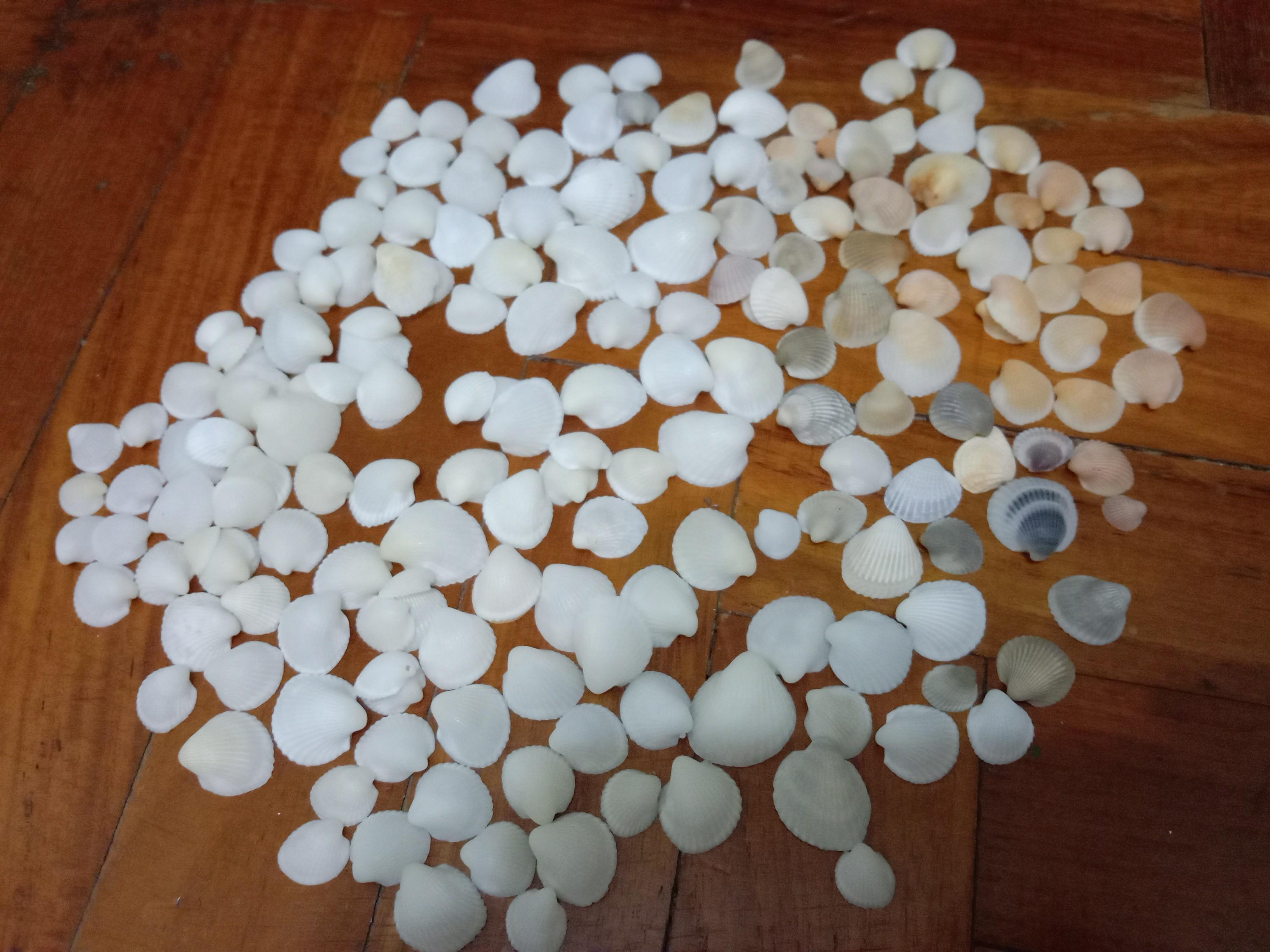 Assorted Seashells (Category: Precious Stones) located in Singapore. Submitted by mashedpotatogin (Listing ID 1049691327, Image 3). Description: B4 $5.00 for all.