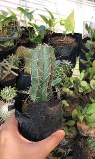 Cactus indoor plant