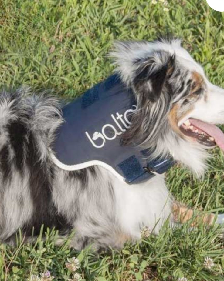 Small dog neck brace clearance