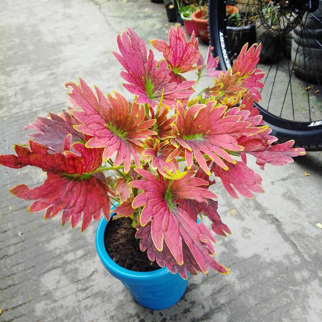 Mayana (Category: Plants & Seeds) located in Caloocan City. Submitted by willfull (Listing ID 1049676684, Image 3). Description: Mayana is an erect, branched, fleshy, annual herb, about 1 meter high. Stems are purplish and 4-angled. Leaves are variously blotched or colored, usually more or less hairy, ovate, 5 to 10 centimeters long, rather coarsely toothed in the margins; and in the most common form uniformly velvety-purple..