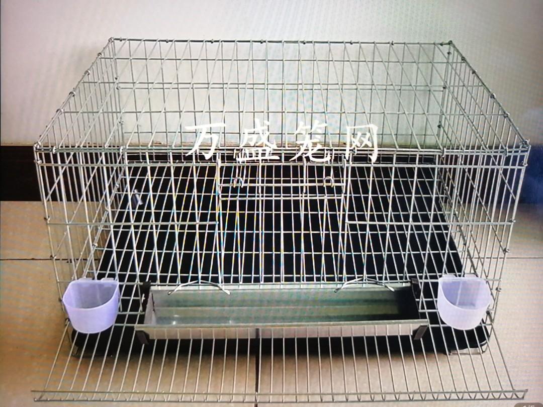 Quail Cage With Automatic Egg Rollout Pet Supplies Homes Other Pet