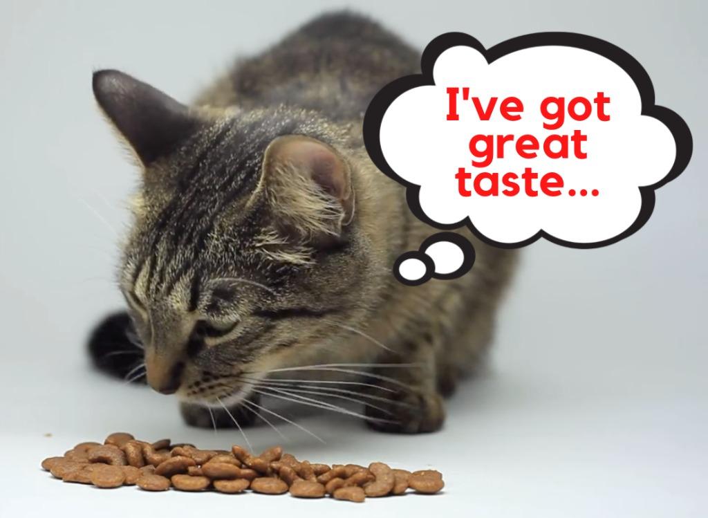 Will Your Cat Love This Free Samples Of King Salmon Kibble From Addiction New Zealand Great For Skin Coat Health Just Cover Shipping Pet Supplies For Cats Cat Food On Carousell