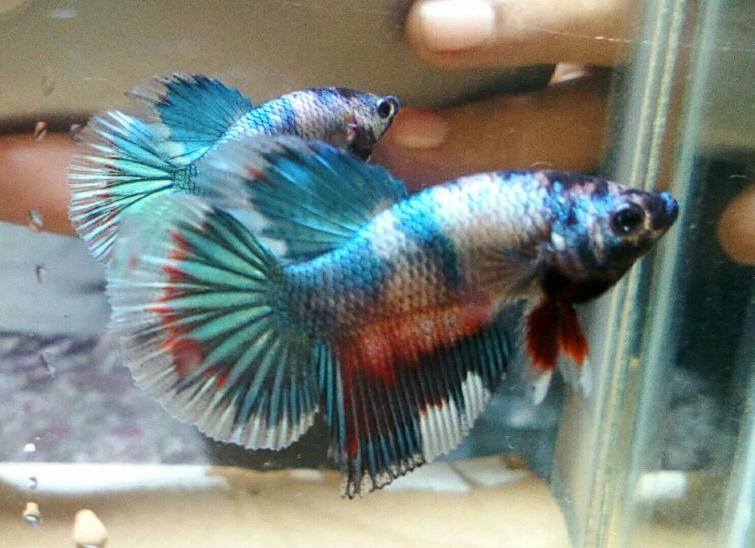 Cupang Plakat Fancy Perlengkapan Hewan Makanan Hewan Di Carousell