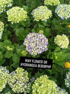 Hydrangea View All Hydrangea Ads In Carousell Philippines