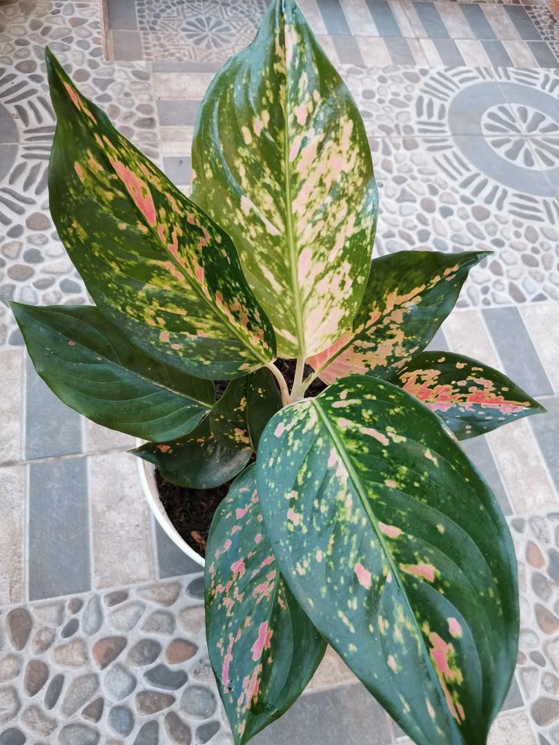 Aglaonema Pink Cochin Gardening Flowers Plants On Carousell