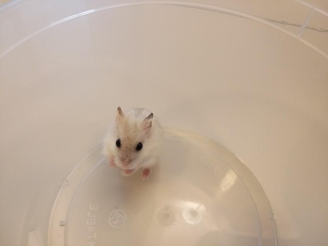 Pearl winter white dwarf sales hamster