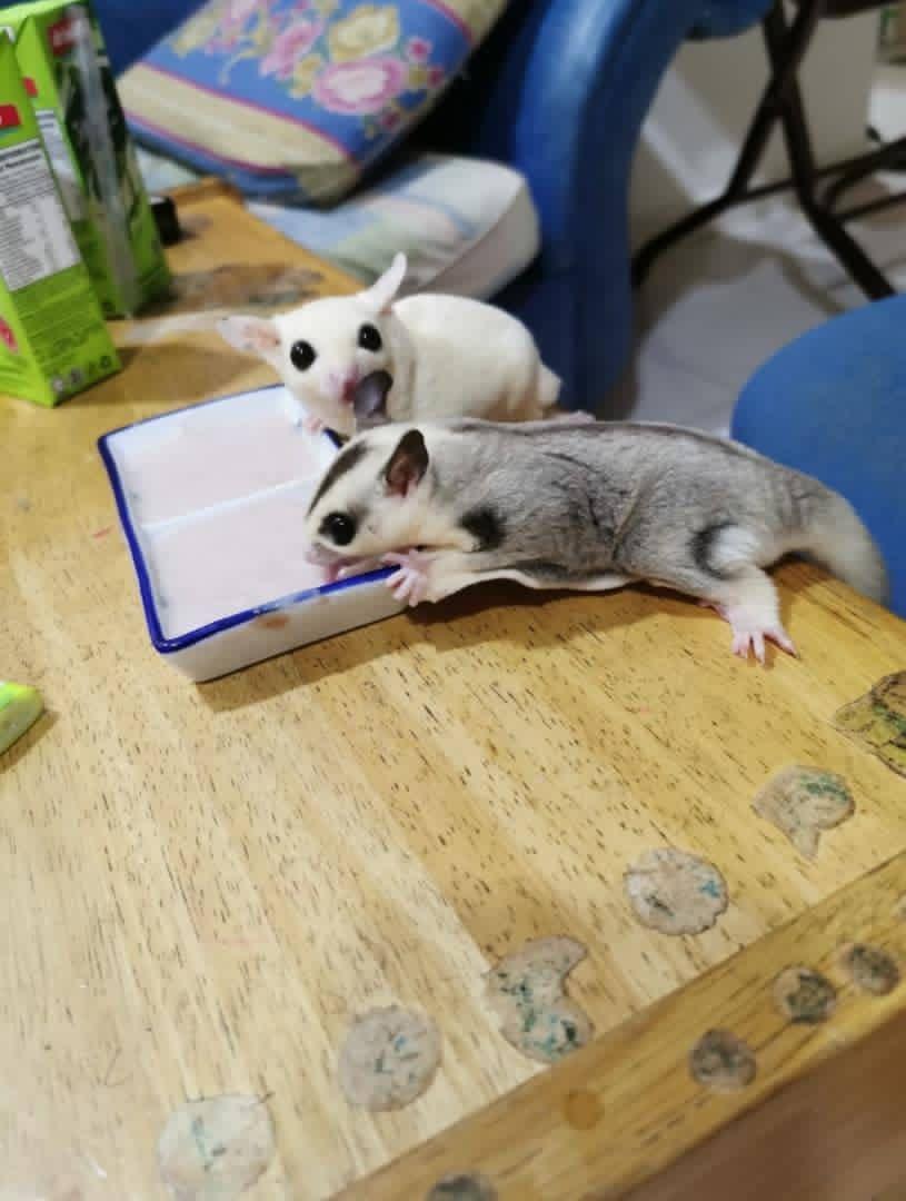 Daily diet for sugar glider and hedgehog Pet Supplies Pet Food on Carousell