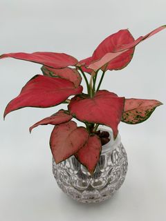 (Category: ) located in . Submitted by diy_garden_ (Listing ID 1050071554, Image 1). Description: .