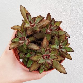 (Category: ) located in . Submitted by succulent.yinn (Listing ID 1050096710, Image 1). Description: .