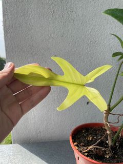 (Category: ) located in . Submitted by plantually (Listing ID 1050023806, Image 1). Description: .