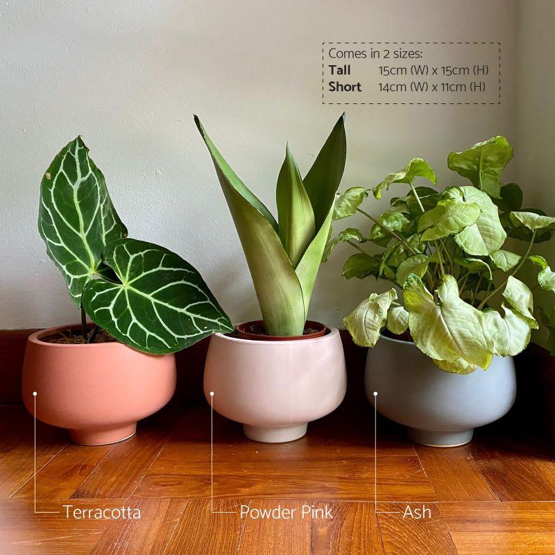 Poppy Ceramic Planter Plant Pot Gardening Pots Planters On Carousell