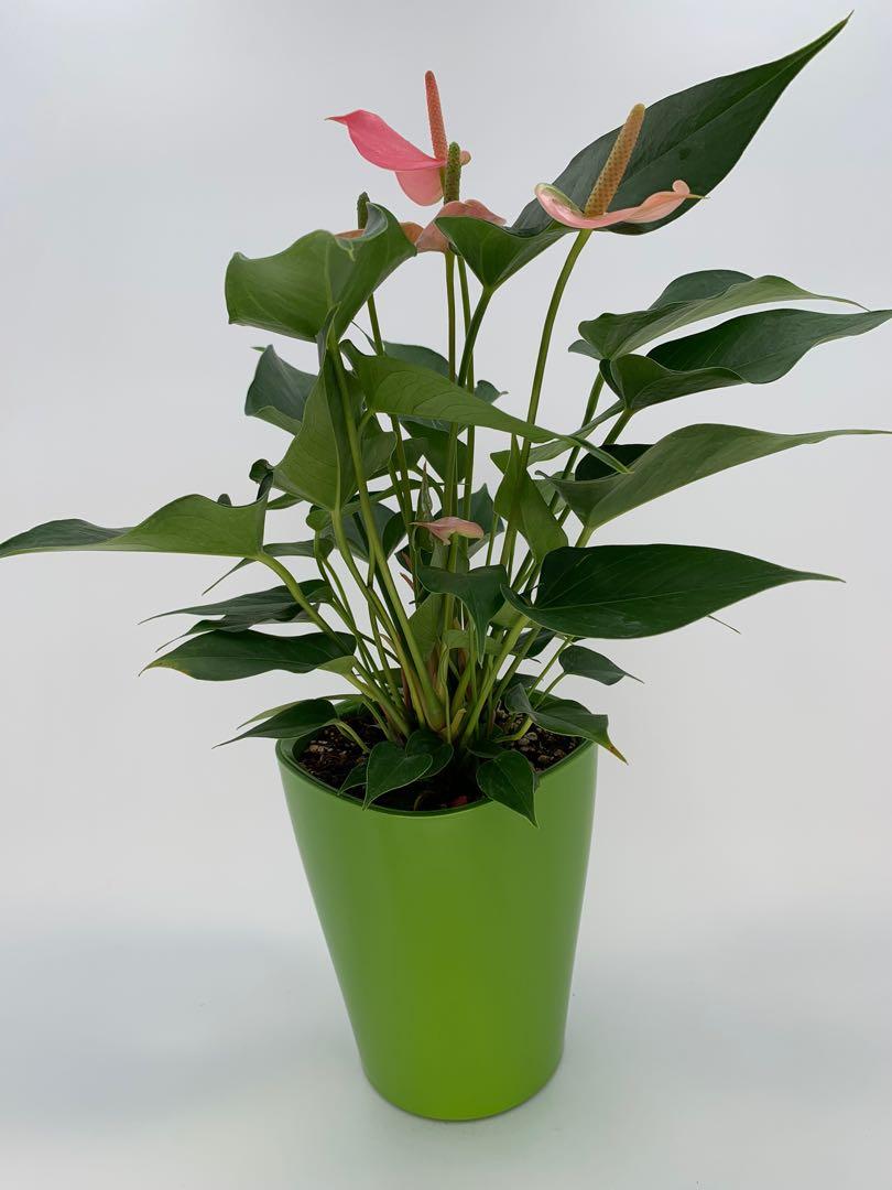 Carousell Snap To List Chat To Buy