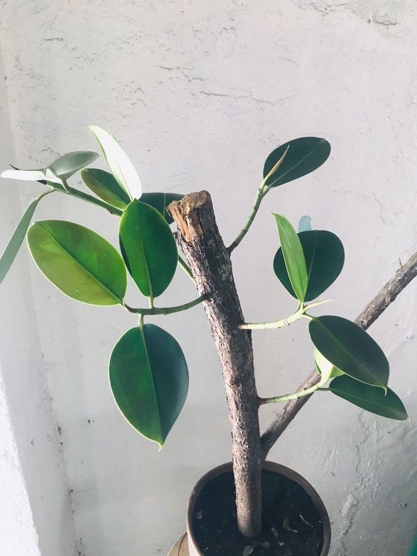Bonsai Rubber Tree, Gardening, Flowers & Plants on Carousell Bonsai Rubber Tree, Gardening, Flowers & Plants on Carousell