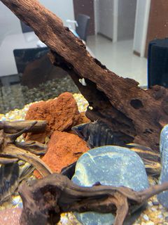 (Category: ) located in . Submitted by maispecter (Listing ID 1046225457, Image 1). Description: .