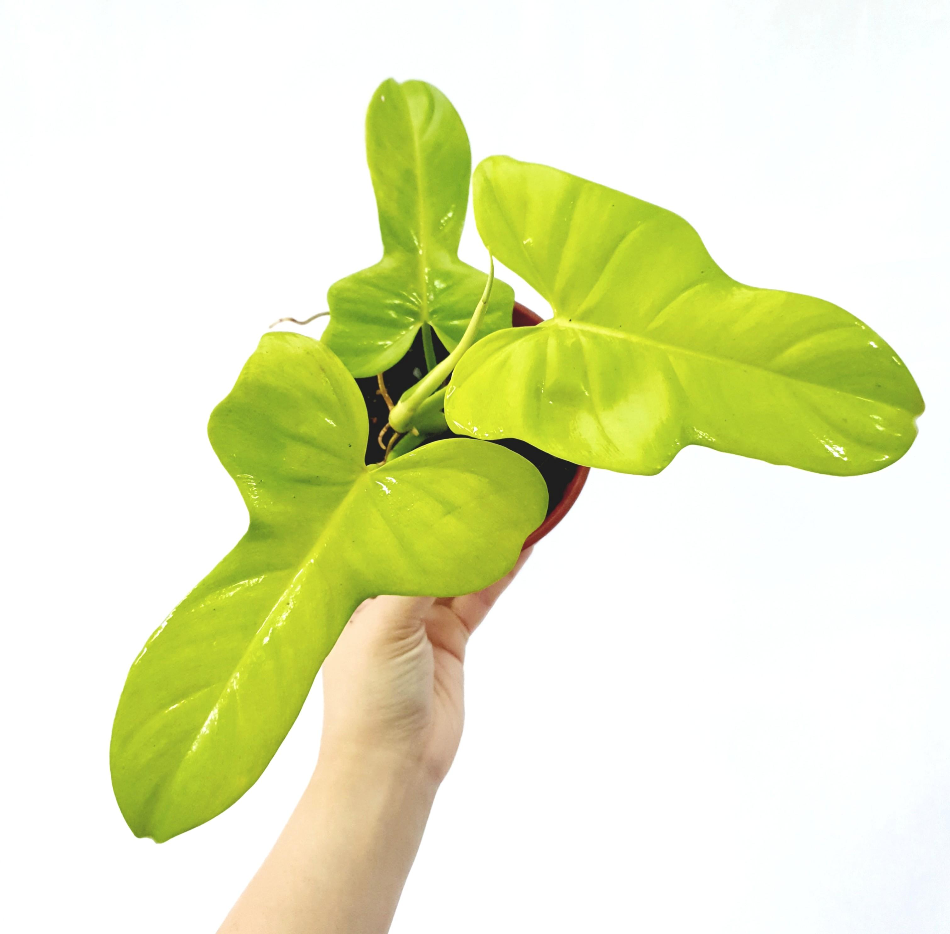 Philodendron Bipennifolium Gold Violin