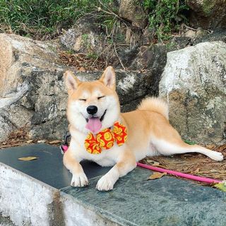 （分類：）位於 。 由 hello.ssummer 提交（商品編號 1046203907，圖片 1）。簡介： 。