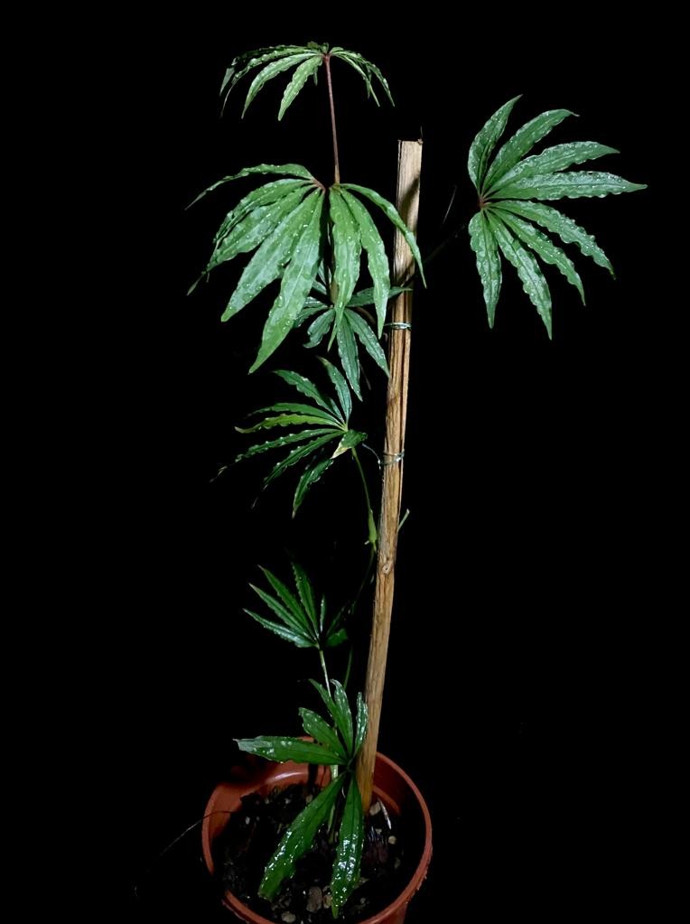 bonsai dragon Zoo Med Dragon Bonsai Tree Aquarium Decoration main image 1