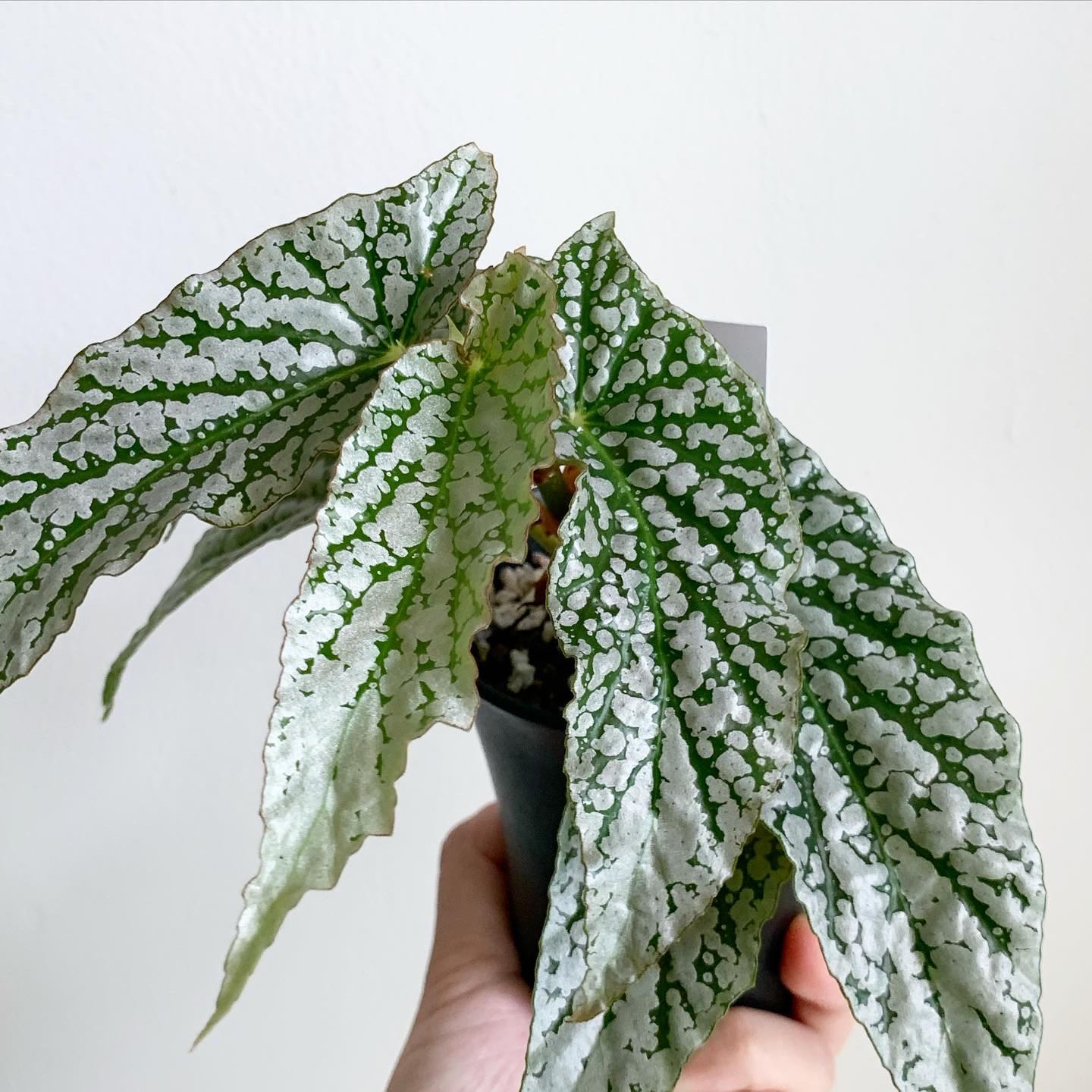 Begonia White Ice Furniture Home Living Gardening Plants Seeds On Carousell