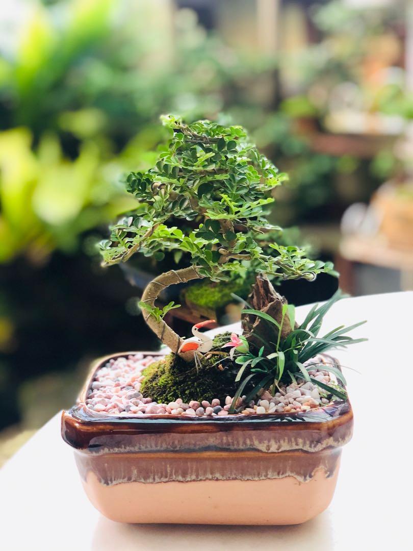 Bonsai (Thailand), Gardening, Plants on Carousell Bonsai (Thailand), Gardening, Plants on Carousell
