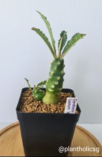 (Category: ) located in . Submitted by cactuslandsg (Listing ID 1050252904, Image 1). Description: .