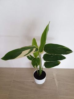 (Category: ) located in . Submitted by phytophilous (Listing ID 1050216133, Image 1). Description: .