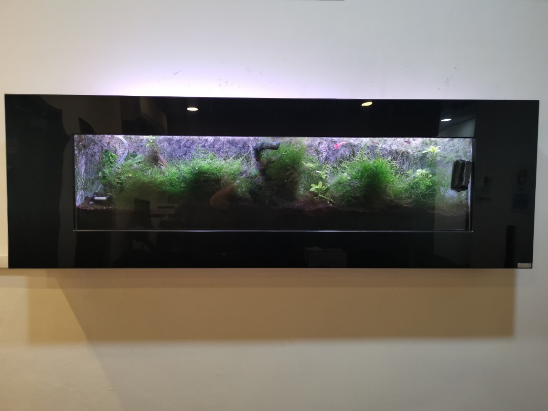 mounted fish tank