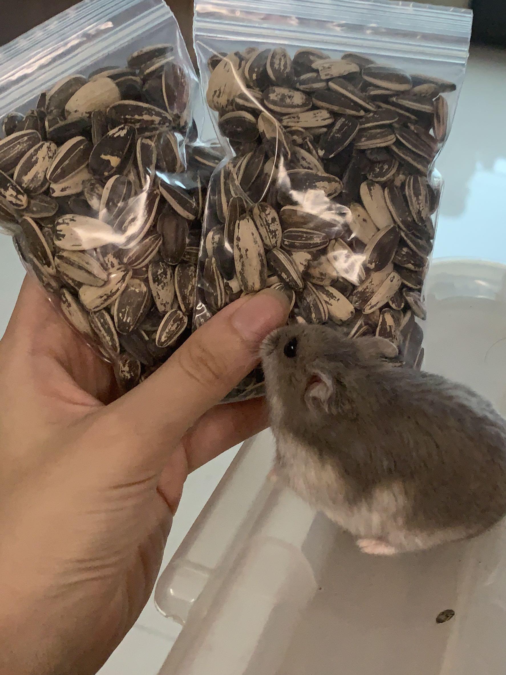 倉鼠零食分裝天然無添加葵瓜子一包約500粒夠曬一隻倉鼠食一世 好抵 Hamster Sunflower Seeds 500 Pieces Per Pack 寵物用品 寵物食品