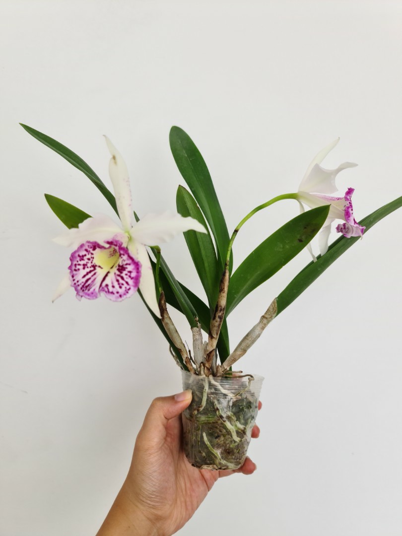 Bc Taiwan Big Lip Orchid Furniture Home Living Gardening Plants Seeds On Carousell