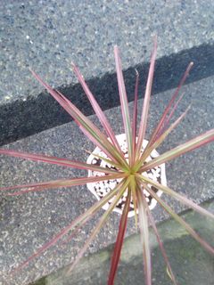 (Category: ) located in . Submitted by nancymarfega (Listing ID 1050421659, Image 1). Description: .