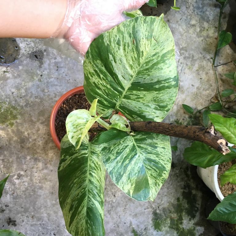 Giant Marble Queen Pothos, Furniture & Home Living, Gardening, Plants