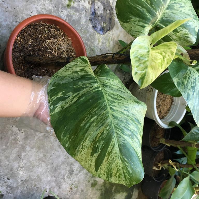 Giant Marble Queen Pothos, Furniture & Home Living, Gardening, Plants
