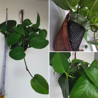 (Category: ) located in . Submitted by nu.shh (Listing ID 1050656062, Image 1). Description: .
