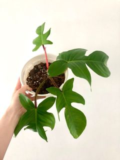 （分類：）位於 。 由 uzzzz 提交（商品編號 1050474533，圖片 1）。簡介： 。