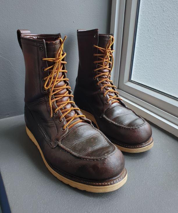 Irish setter 287 clearance