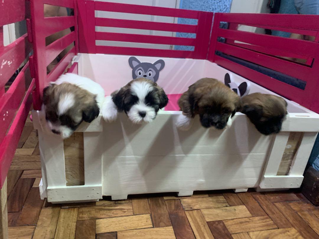 Shih tzu shop whelping box